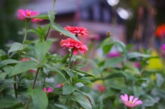 散歩道お花５