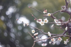 雨上がりの白梅１