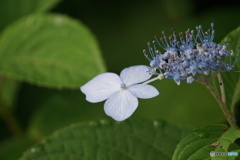 ヤマアジサイの白雪姫（高原のお花シリーズ）