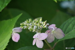 ガクアジサイ（高原のお花シリーズ）