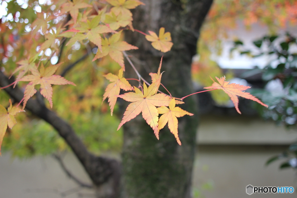 嵐山天龍寺の紅葉