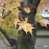 嵐山天龍寺の紅葉