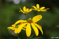 オオハンゴンソウ（大反魂草）（高原のお花シリーズ）