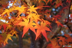 嵐山天龍寺の紅葉2022