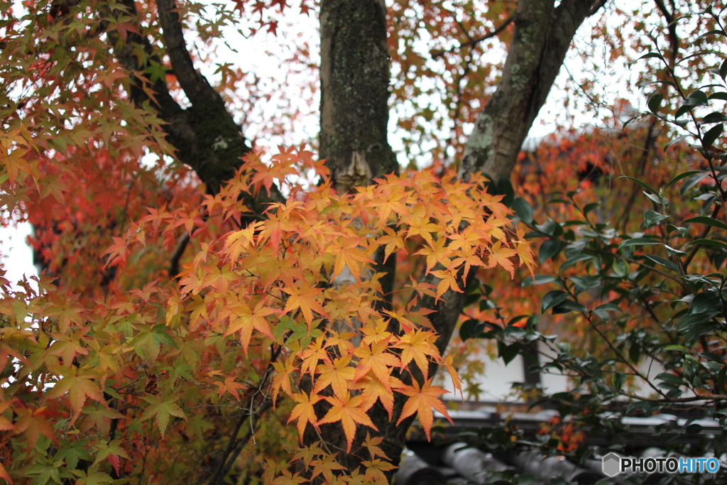 嵐山天龍寺の紅葉