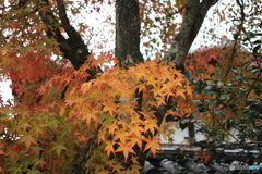 嵐山天龍寺の紅葉