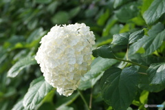 アメリカノリノキ（高原のお花シリーズ）