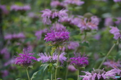 モナルダ（高原のお花シリーズ）