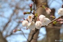蕾が、ようやく開花し始めました！