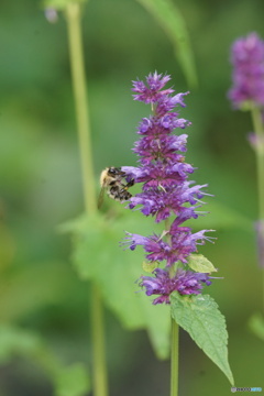 カワミドリ（高原のお花シリーズ）