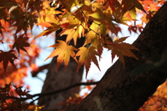 京都 天龍寺境内の紅葉