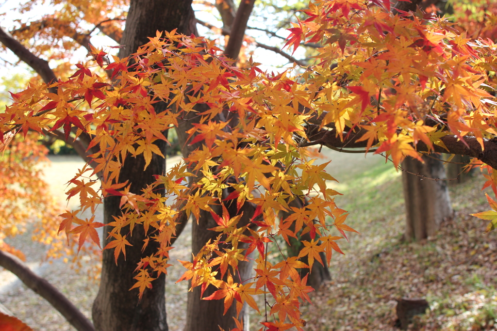 松尾橋付近の紅葉