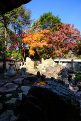 仙手石手水鉢に映る紅葉