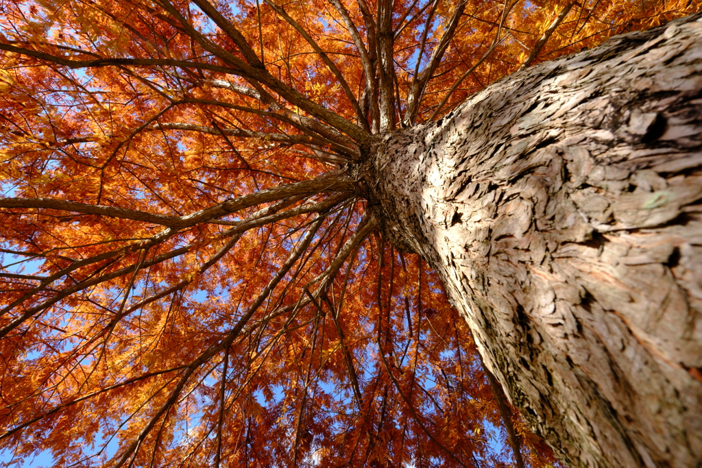 見上げる秋