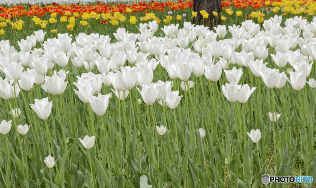 ひとときのあいだ