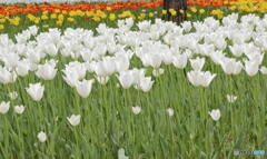 ひとときのあいだ