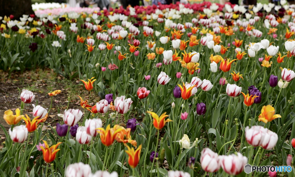 ひとときのあいだ