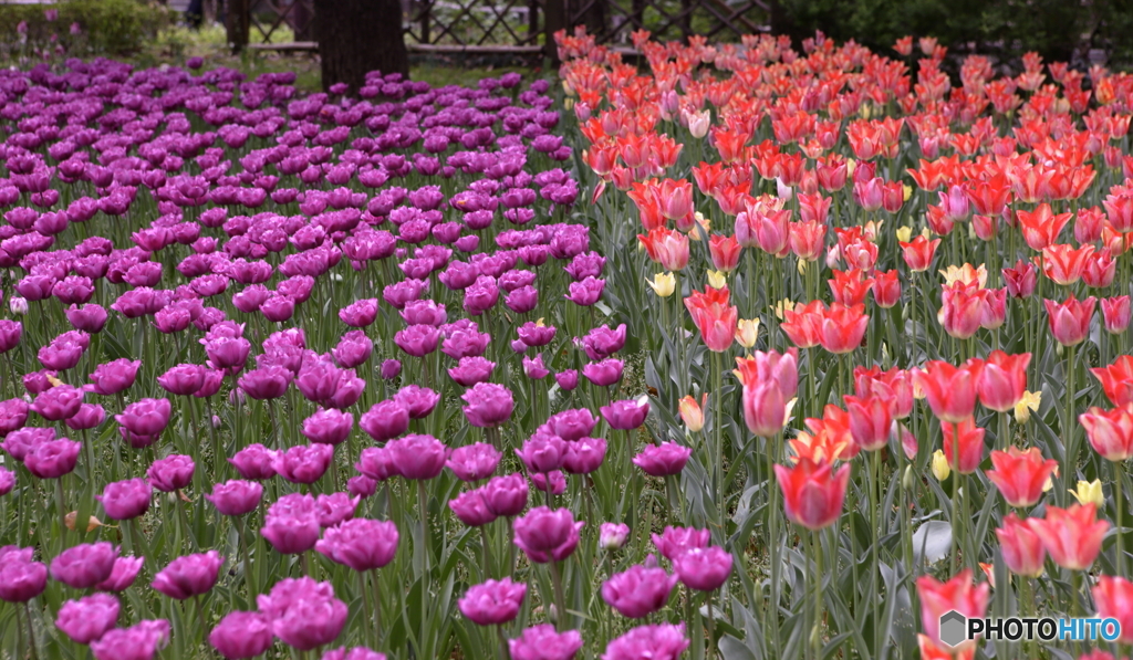 ひとときのあいだ