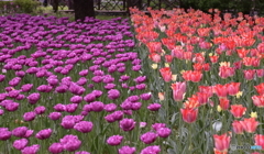 ひとときのあいだ