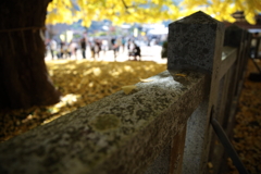 イチョウの下で