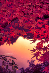 水面に踊る秋の詩