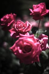 roses