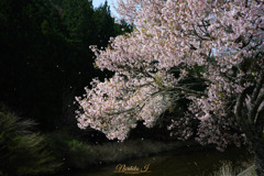 SAKURA