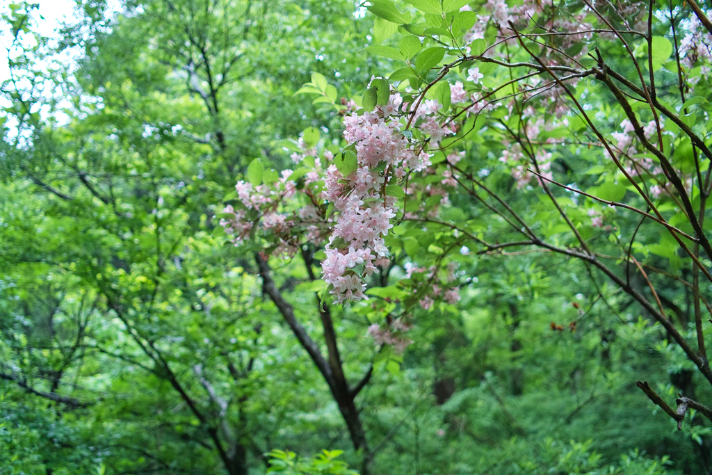 SDIM0306