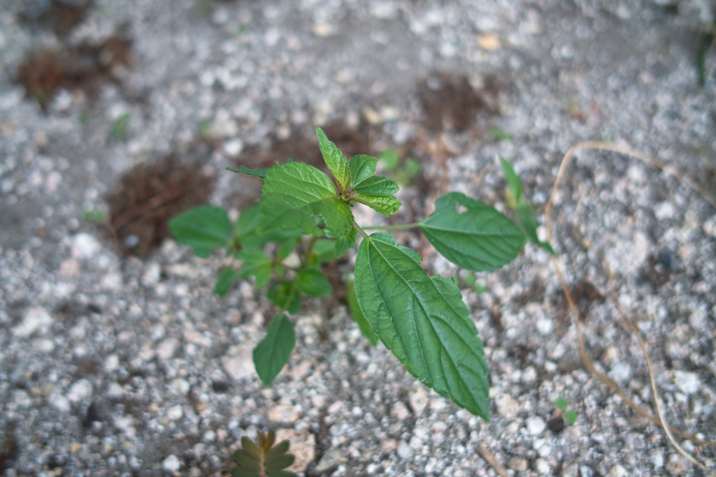 フォビオン　zassou