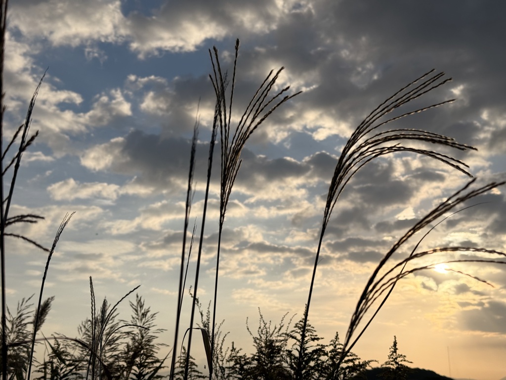 朝日とススキ