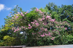 IMGP0918