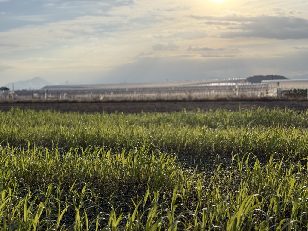 秋の散歩道（2）