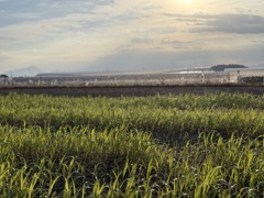 秋の散歩道（2）