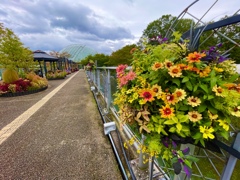 とっとり花回廊3