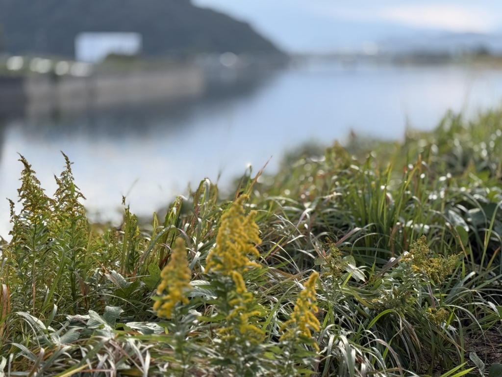 秋の散歩道（1）
