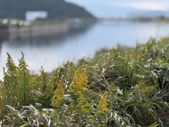 秋の散歩道（1）