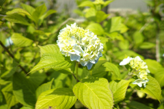 大山の展望台あじさい