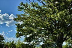 宍道湖ふれあいパーク