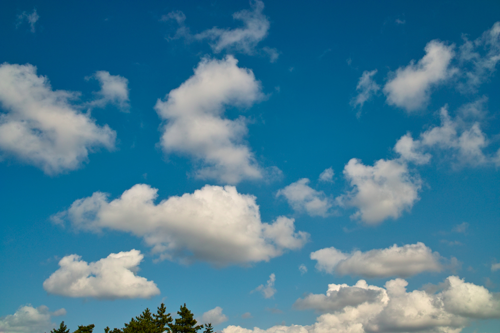 フォビオン　sora