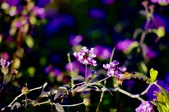 伊丹スカイパーク