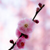花 梅