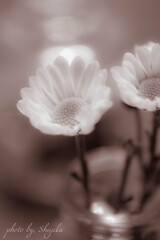 a small chrysanthemum
