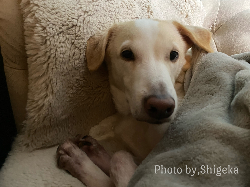 天と遊びたい、だけどまた噛まれるかも、『ワン』今日もソーヤは天を誘います