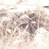 ★ 雪 見