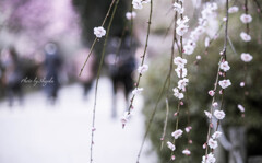 垂 れ 梅