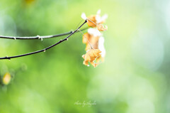 枯尾花の恋
