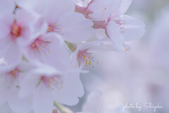time slip 桜