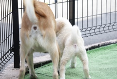 デッカい ＊ と 小っさい ＊