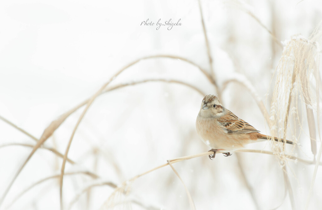 はじめての鳥撮