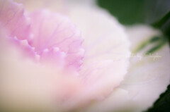 花のように